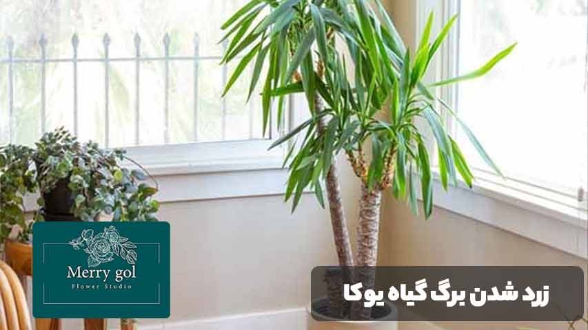 علت زرد شدن برگ یوکا