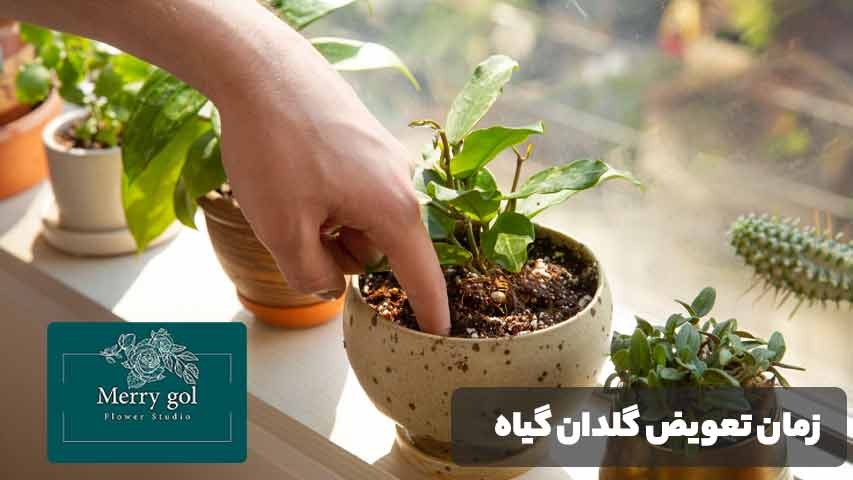 زمان مناسب تعویض گلدان گیاه