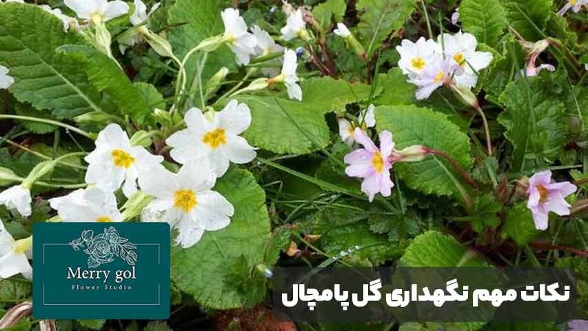 نکات مهم نگهداری گل پامچال