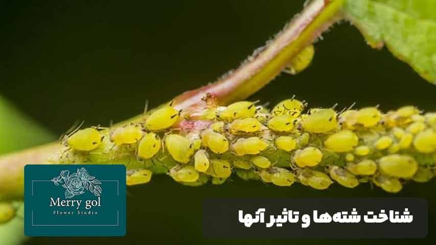از بین بردن شته گل و گیاه