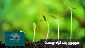 هورمون رشد گیاه