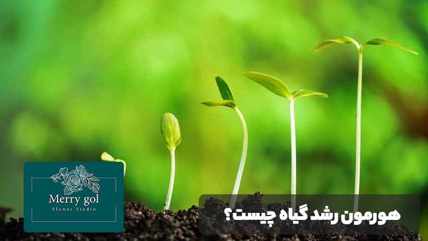 هورمون رشد گیاه