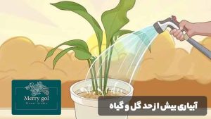 آبیاری گیاهان آپارتمانی