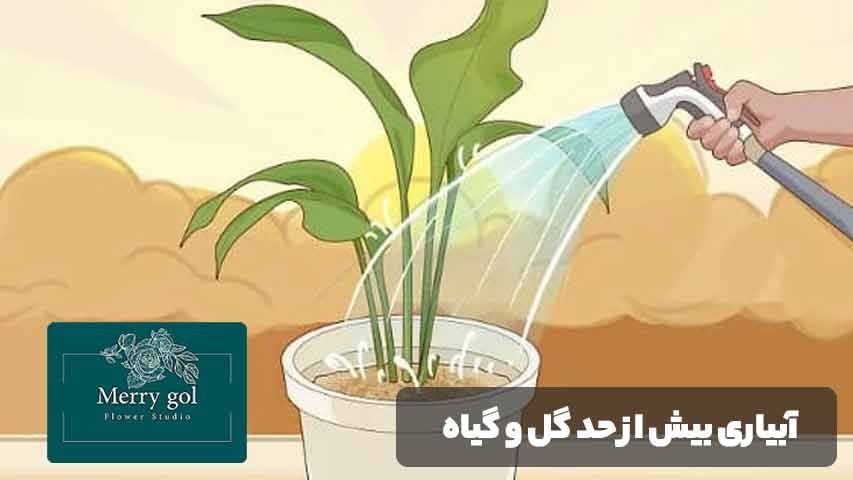 آبیاری گیاهان آپارتمانی