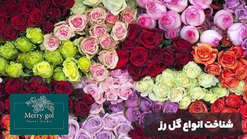 انواع گل رز