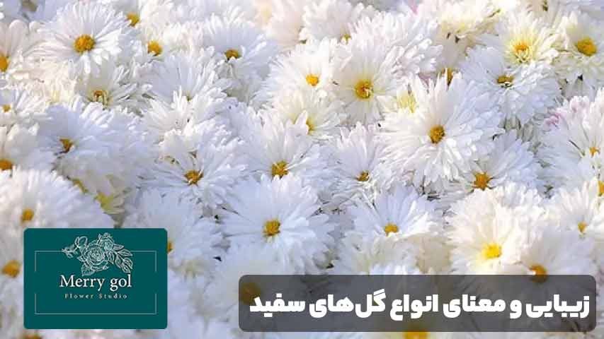 انواع گل‌های سفید