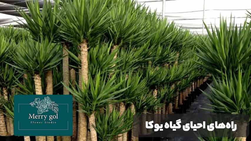 راههای احیای گیاه یوکا بعد از زرد شدن برگها