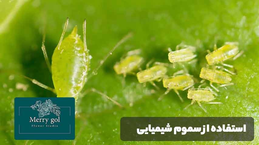 استفاده از سموم شیمیایی و نکات مهم در مصرف آنها