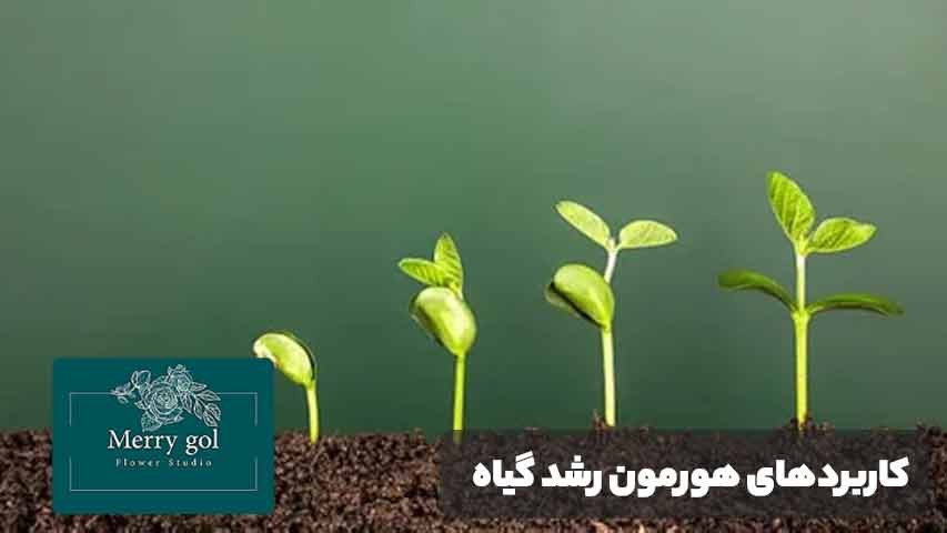 کاربردهای هورمون رشد گیاه چیست؟ نقش هورمونها در کشاورزی و گلکاری