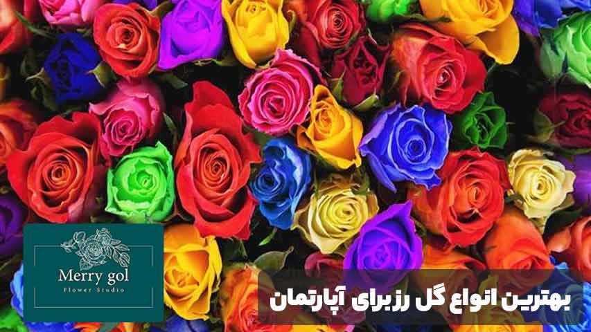 بهترین انواع گل رز برای نگهداری در آپارتمان 