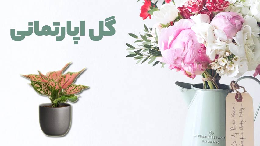 گل اپارتمانی