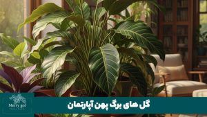 گل های برگ پهن آپارتمان