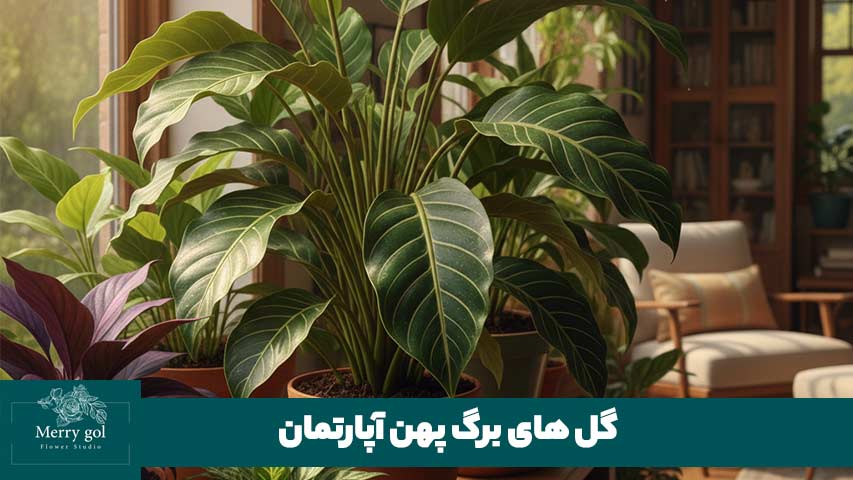 گل های برگ پهن آپارتمان