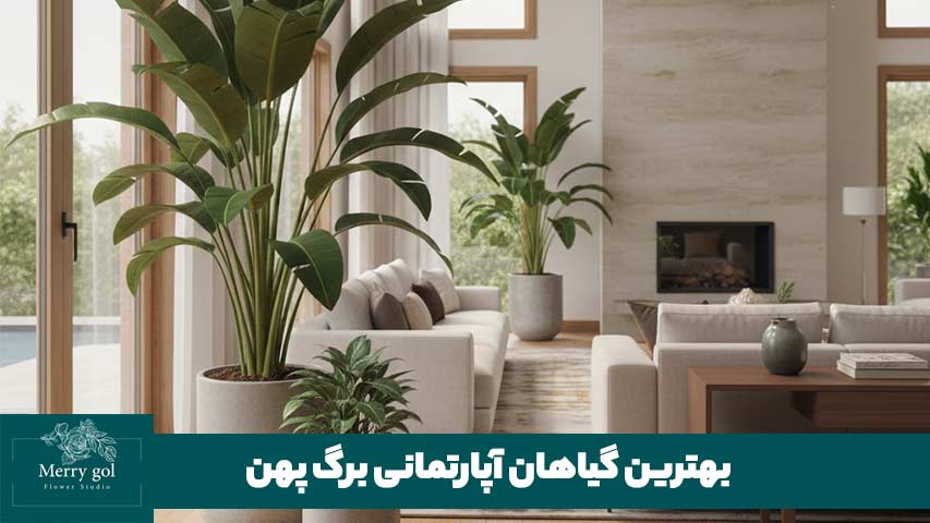 بهترین گیاهان آپارتمانی برگ پهن
