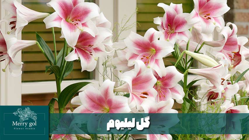 گل لیلیوم