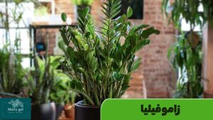 زاموفیلیا