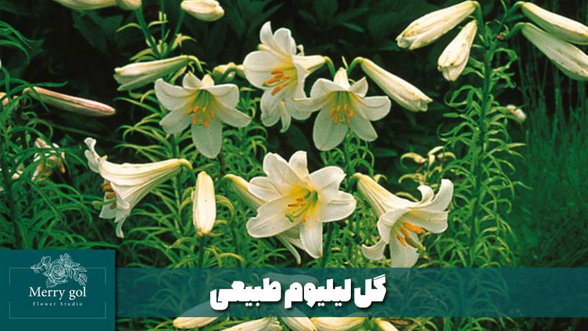 گل لیلیوم طبیعی