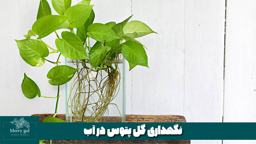 روش نگهداری گل پتوس در آب